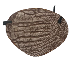 Contact The Best Eye Patch