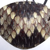 Rattlesnake1